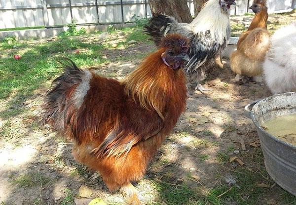 gallo de seda chino