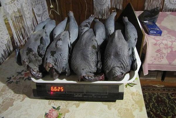 Canales de pollo chino