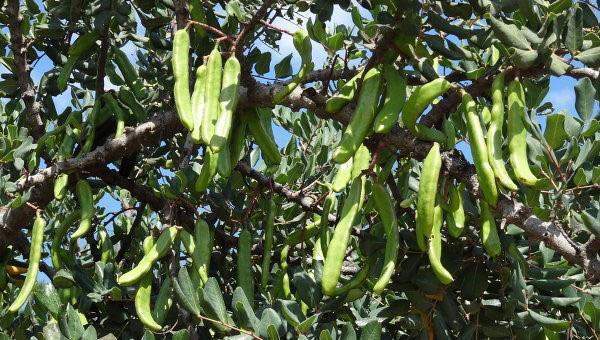 los frutos de algarrobo se utilizan en medicina