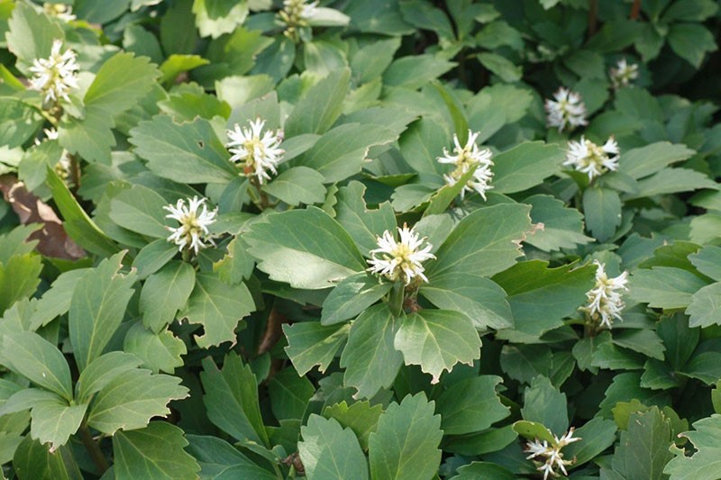 feuilles et fleurs de pachisandra apicale