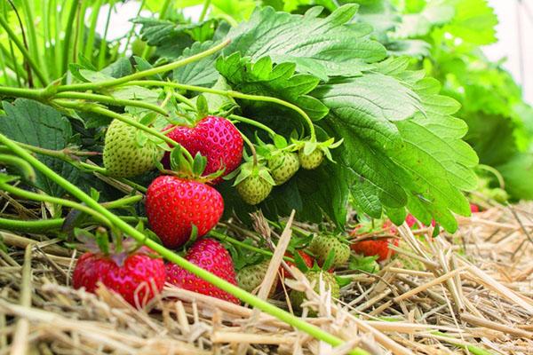 variedad de frutos grandes