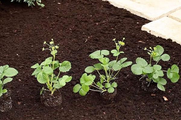 plantar plántulas de fresa