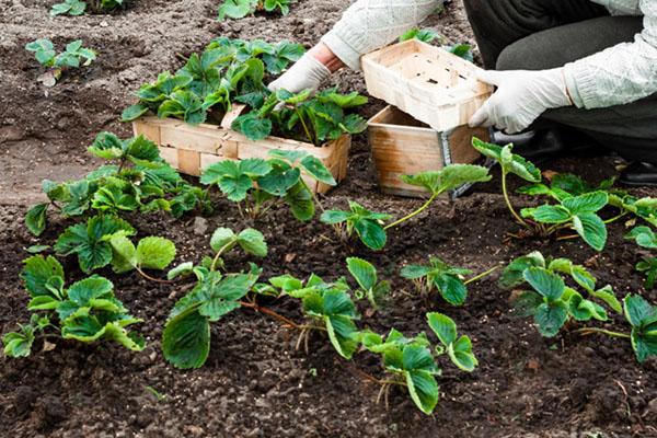 esquema de plantación de fresas