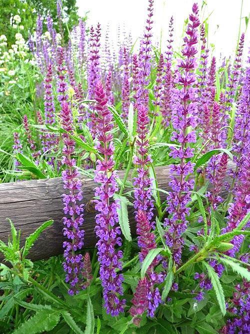 Salvia Dubravnaya