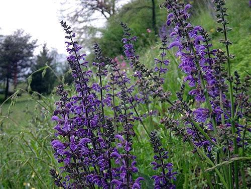 Prairie de Salvia