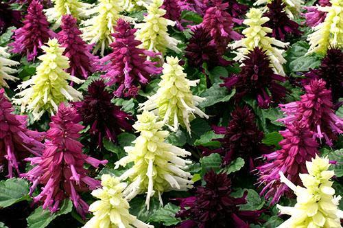 Fleurs de Salvia splendens