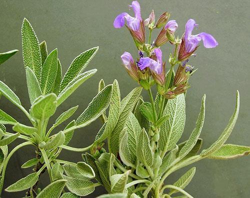 Salvia officinalis