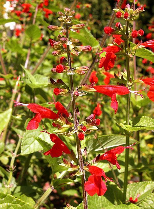 Salvia rouge