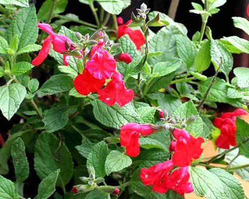 Salvia à petites feuilles