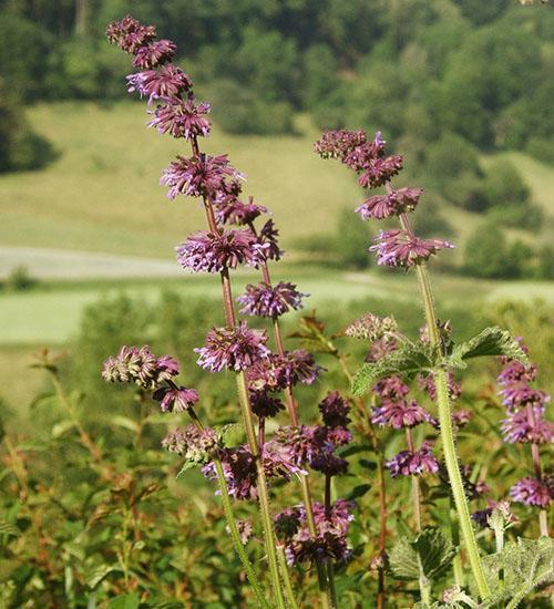 Salvia vertica