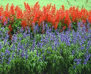 Parterre de Salvia