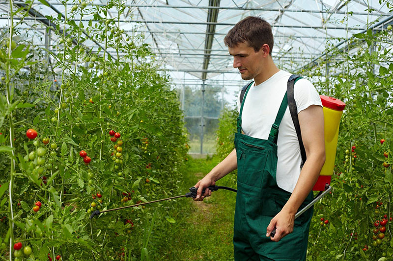 procesamiento de tomates en invernadero