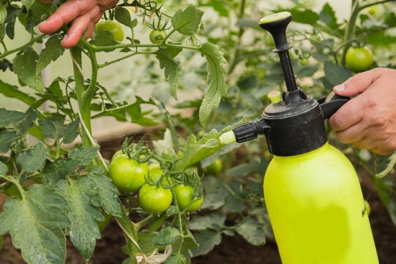 fertilizante para tomates en invernadero durante la fructificación