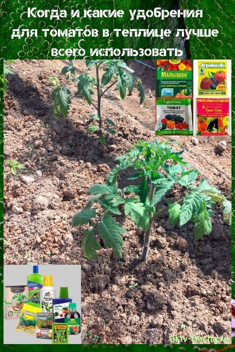 fertilizante para tomates en invernadero