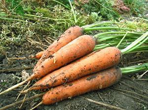 Zanahorias cultivadas en Siberia