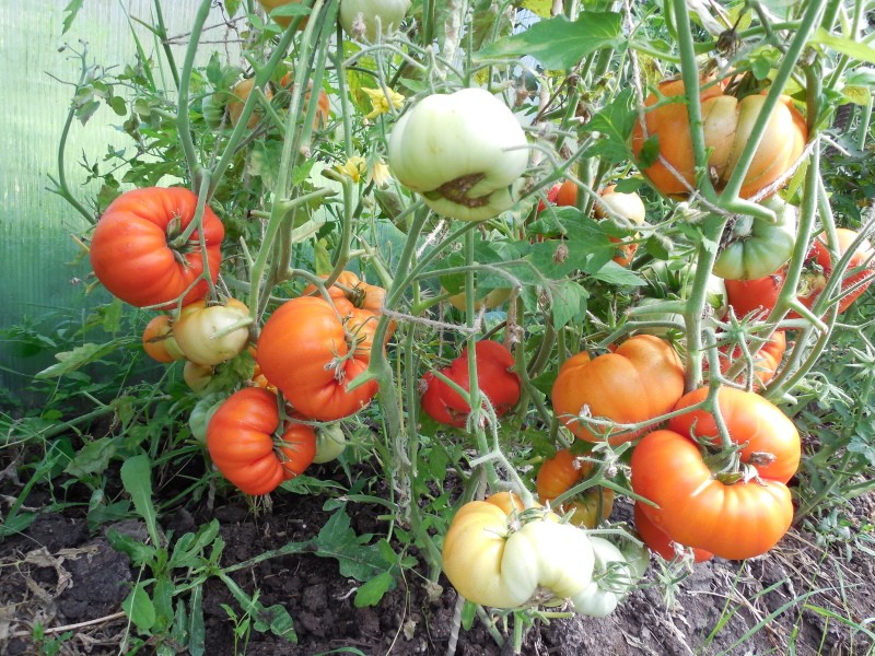 tomate bush king temprano