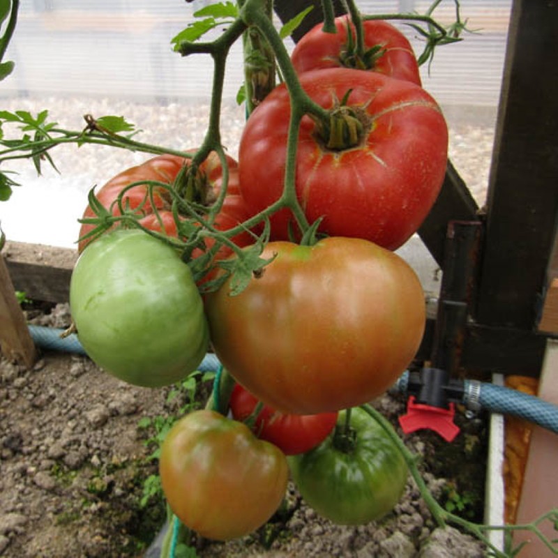 tomate rey temprano