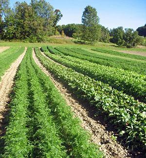 Camas vegetales ideales