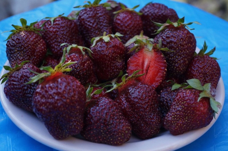 fresas príncipe negro