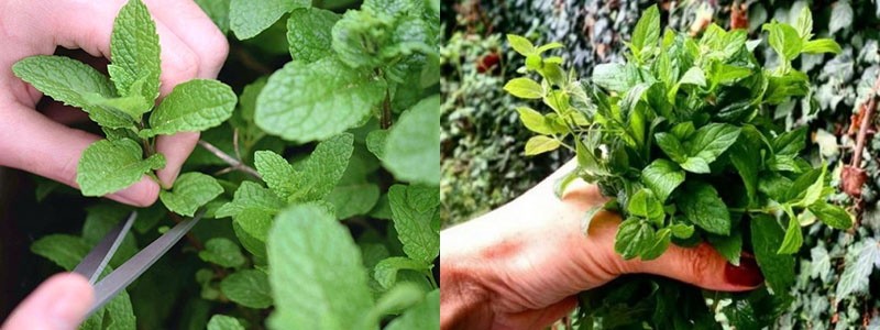 recolectando menta para secar