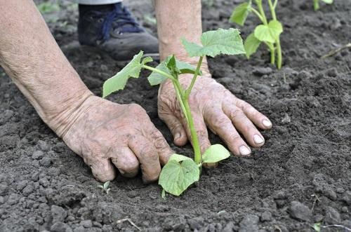 plantar plántulas de pepinos