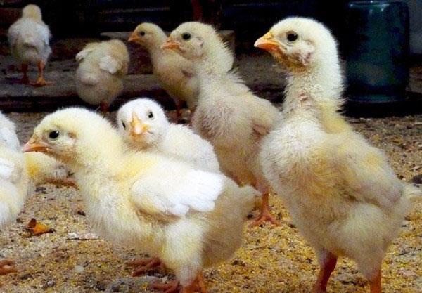 Les poussins prennent du poids rapidement lorsqu'ils reçoivent une nutrition adéquate.