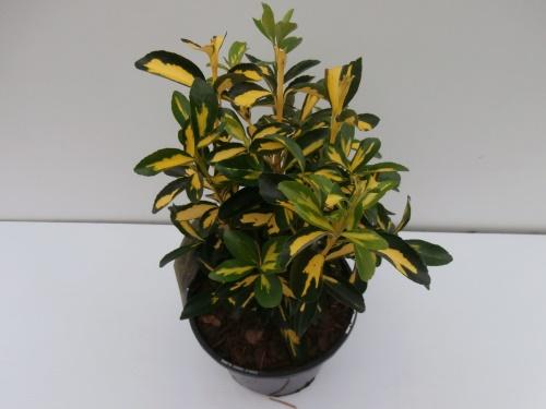 Euonymus japonés