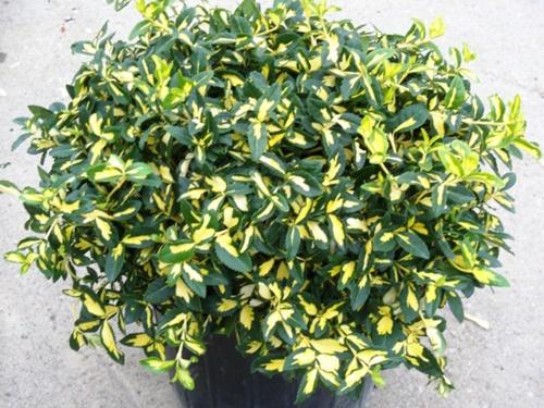 fortuna euonymus