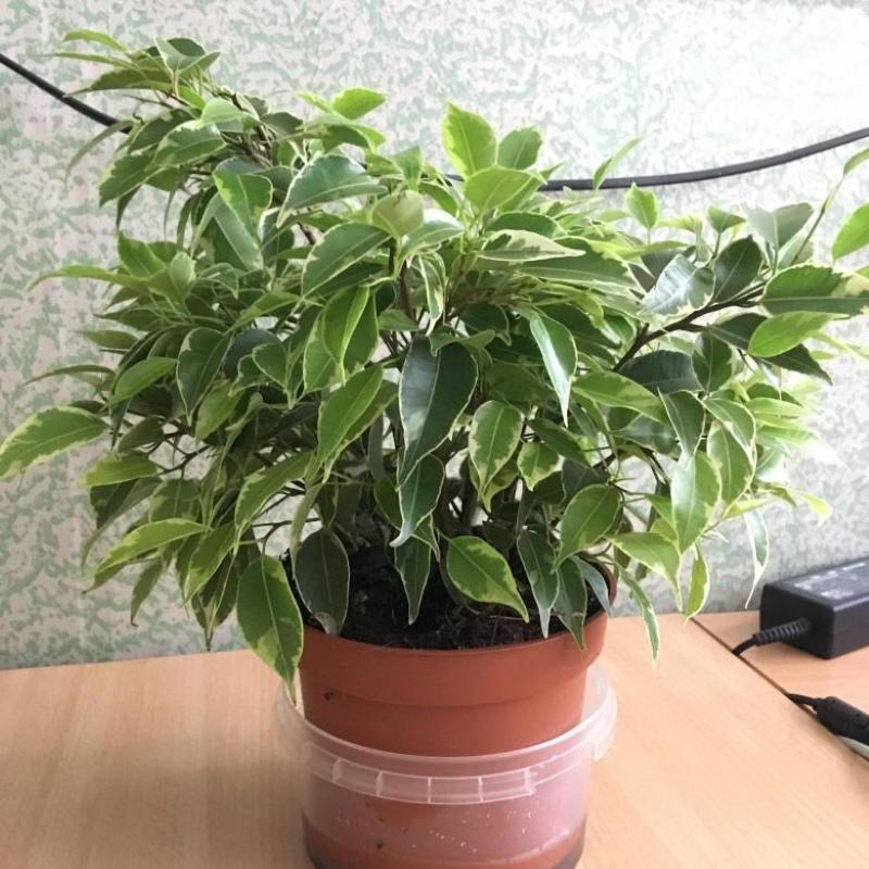 ficus rizado