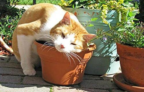 L'herbe à chat peut être cultivée en pot sur un rebord de fenêtre