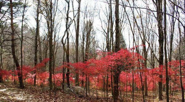 L'euonymus verruqueux est utilisé pour la fabrication de médicaments