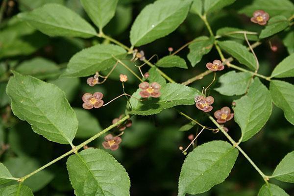 Euonymus verruqueux en fleurs