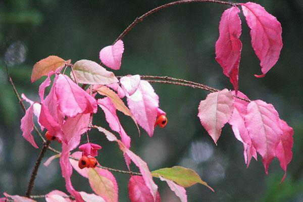 La couleur des feuilles de l'euonymus verruqueux en automne