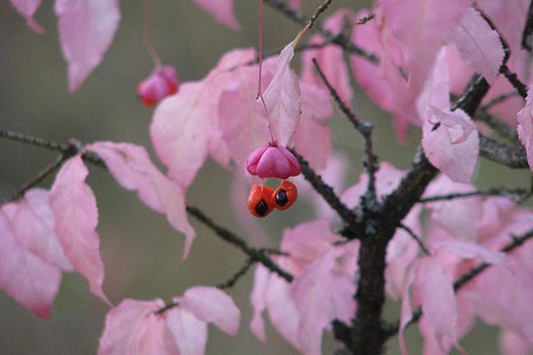 Les fruits de l'euonymus verruqueux