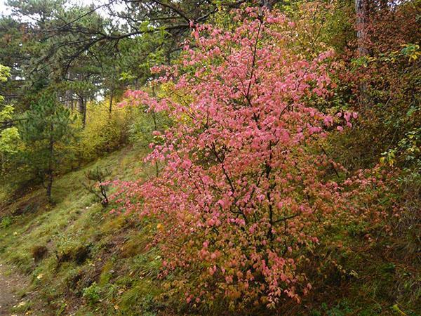 Euonymus verruqueux dans la forêt