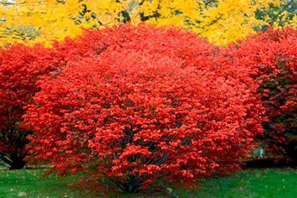 Euonymus à l'automne sur le site