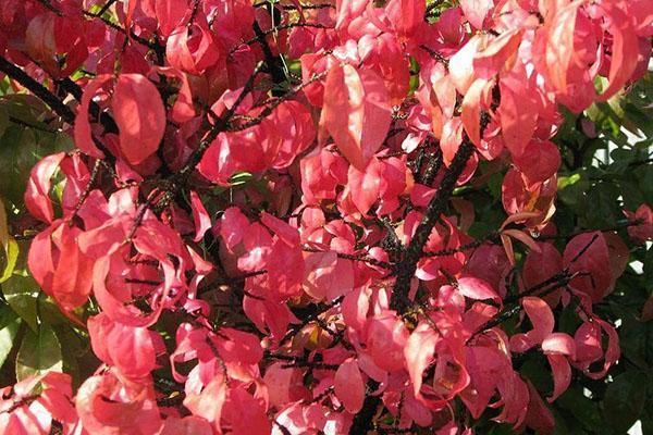 Un euonymus verruqueux peut se former