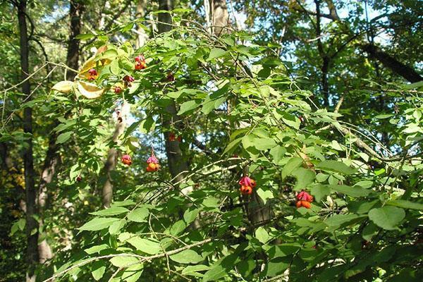 Le fusain qui a poussé à l'ombre a peu de feuilles et de fines branches