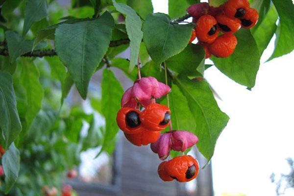 Euonymus verruqueux