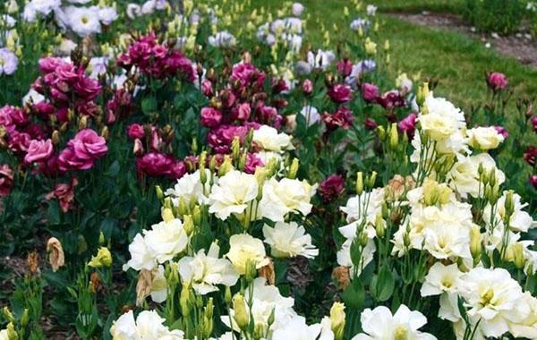 lisianthus, gentiane, eustoma