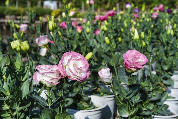 eustoma cultivé par graines