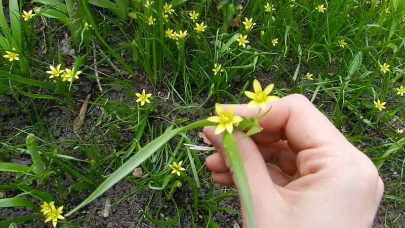 Cómo deshacerse de las cebollas de ganso en el jardín.