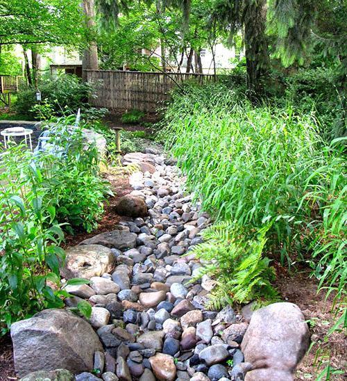 plantas a lo largo del arroyo