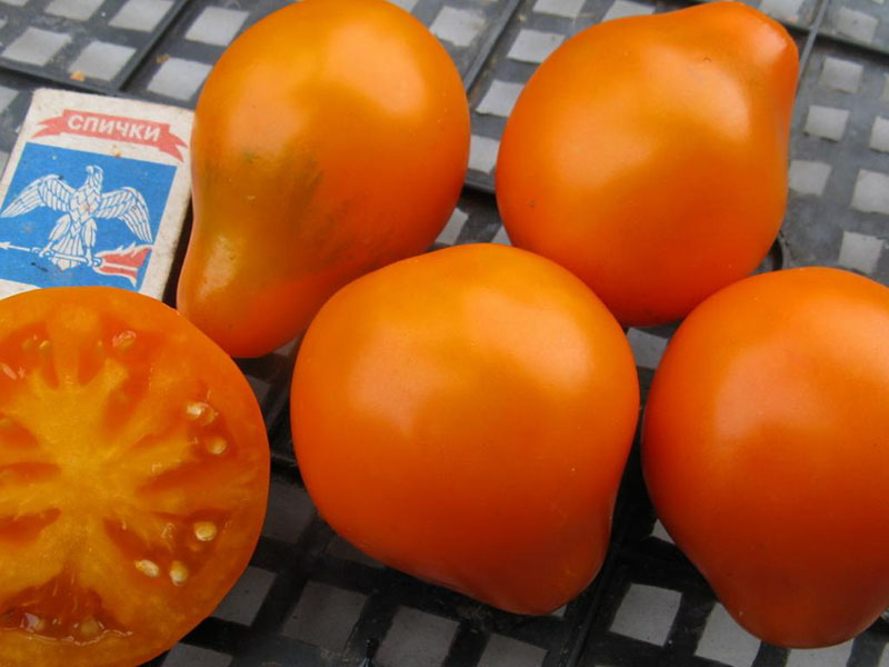 variedad tomate trufa japonesa naranja