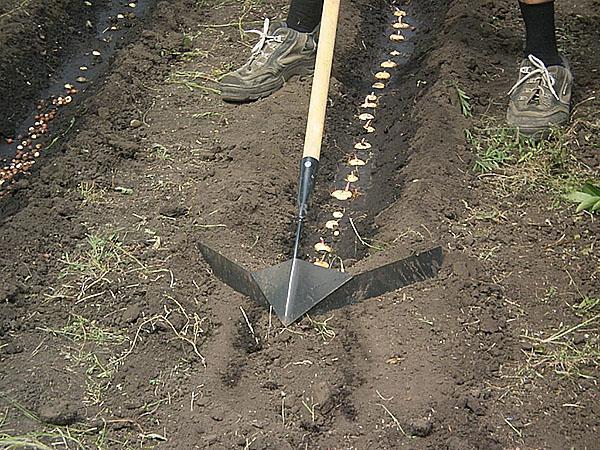 plantation en pleine terre