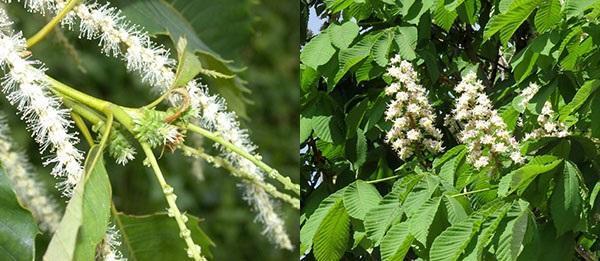 inflorescences de marronnier comestible et d'Inde