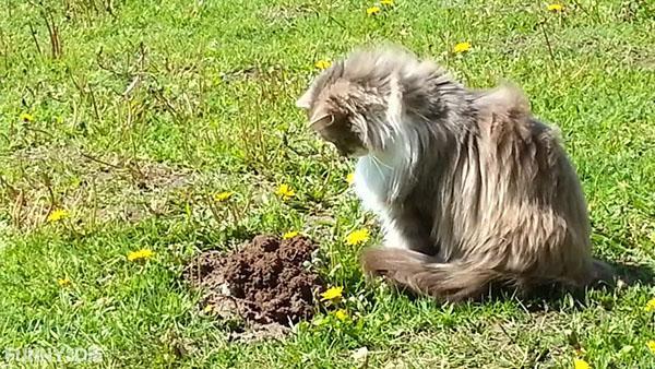el gato esta cazando un topo