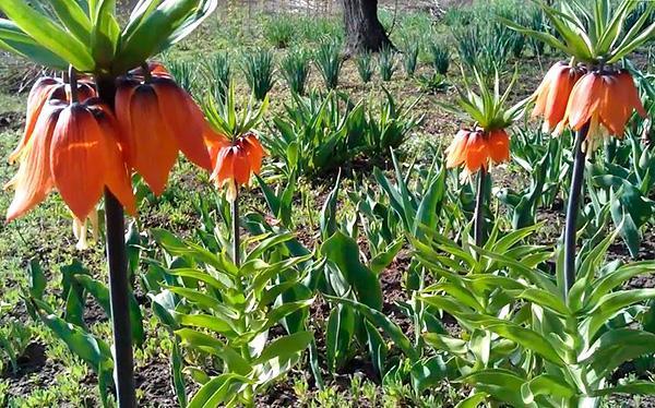 plantas contra lunares