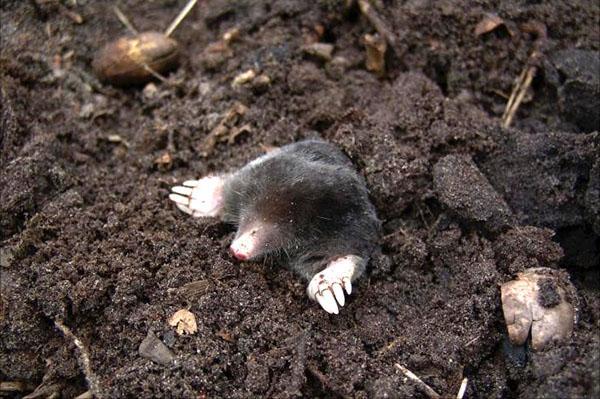 mole en su cabaña de verano