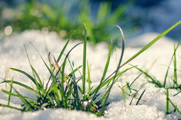 Pelouse couverte de neige